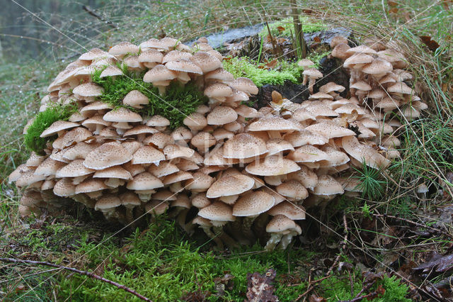 Honey Mushroom (Armillaria mellea)