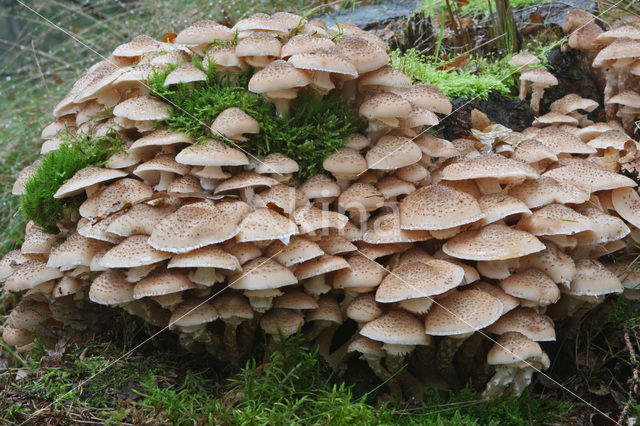 Echte honingzwam (Armillaria mellea)