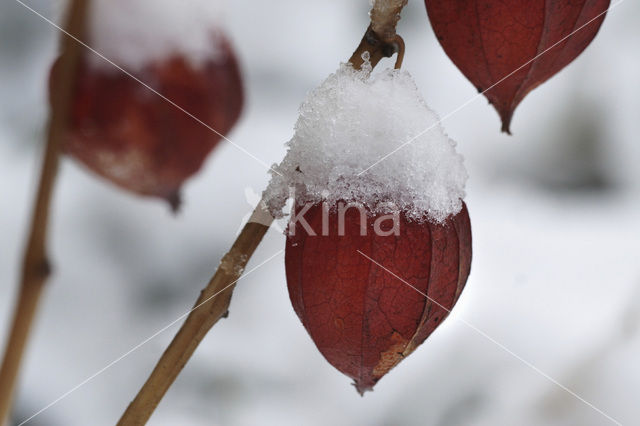 Cape Gooseberry (Physalis alkekengi)