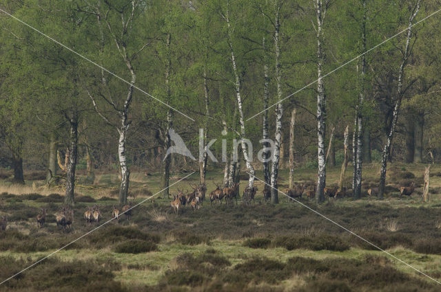 Red Deer (Cervus elaphus)