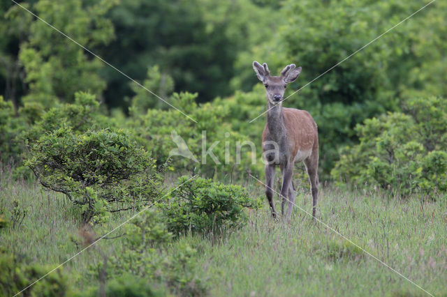 Red Deer (Cervus elaphus)