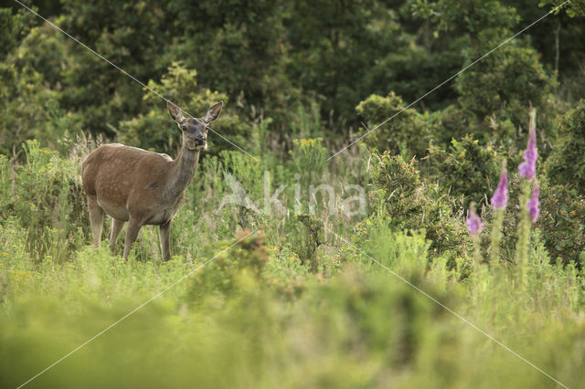 Edelhert (Cervus elaphus)