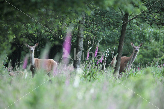 Red Deer (Cervus elaphus)