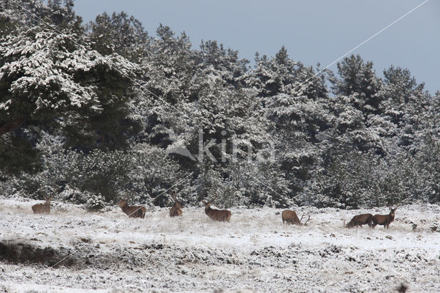 Red Deer (Cervus elaphus)