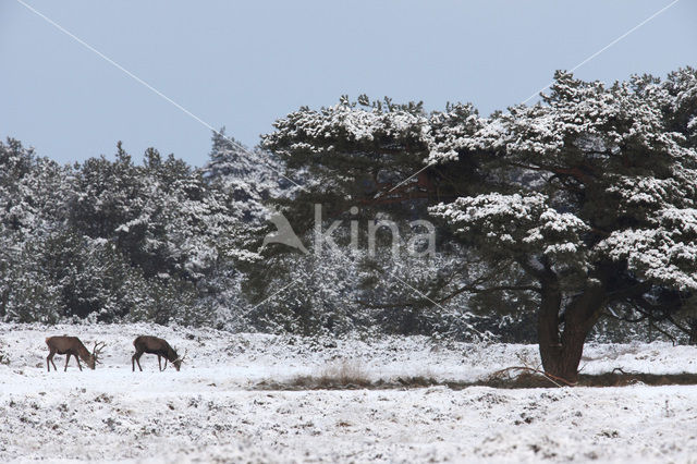 Red Deer (Cervus elaphus)