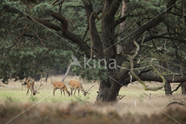 Edelhert (Cervus elaphus)