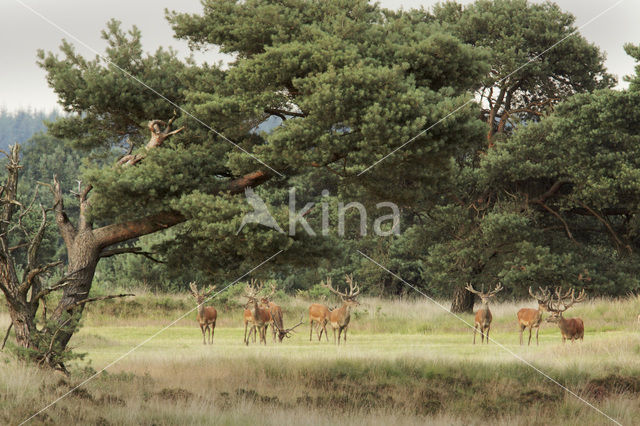Red Deer (Cervus elaphus)