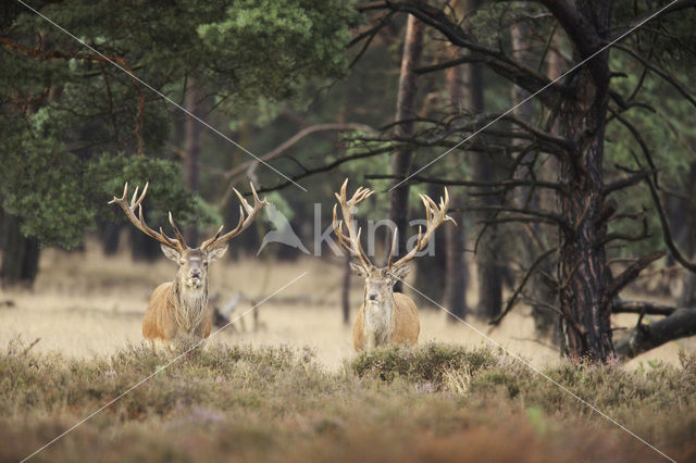 Edelhert (Cervus elaphus)