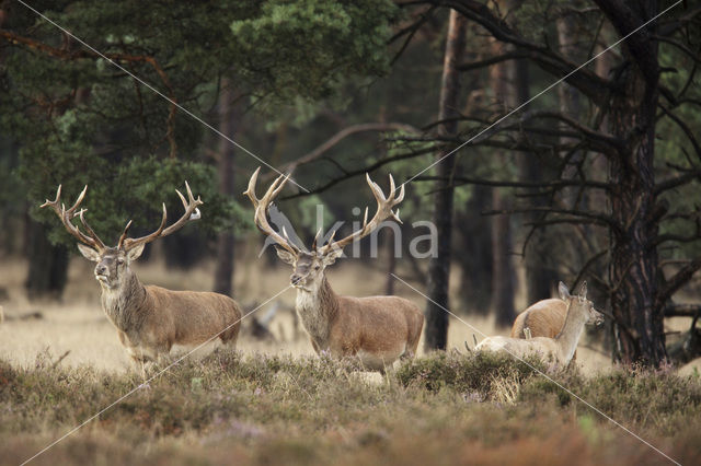 Edelhert (Cervus elaphus)