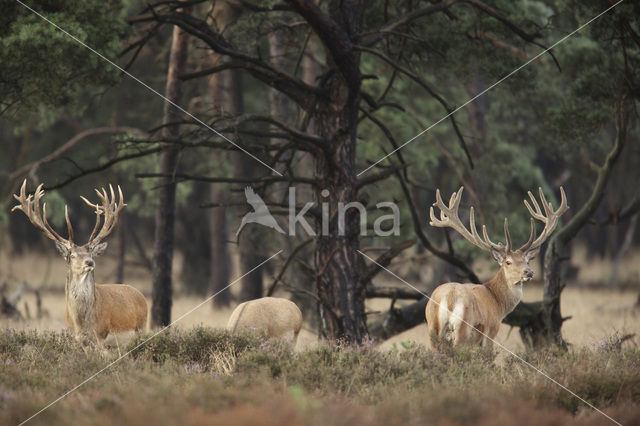 Edelhert (Cervus elaphus)