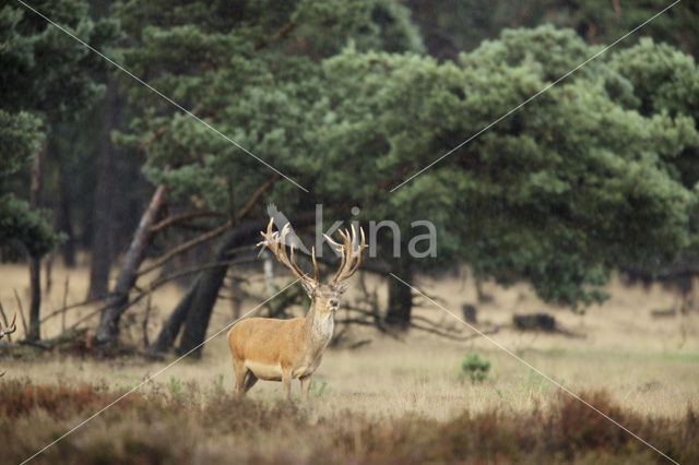 Edelhert (Cervus elaphus)