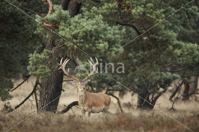 Red Deer (Cervus elaphus)