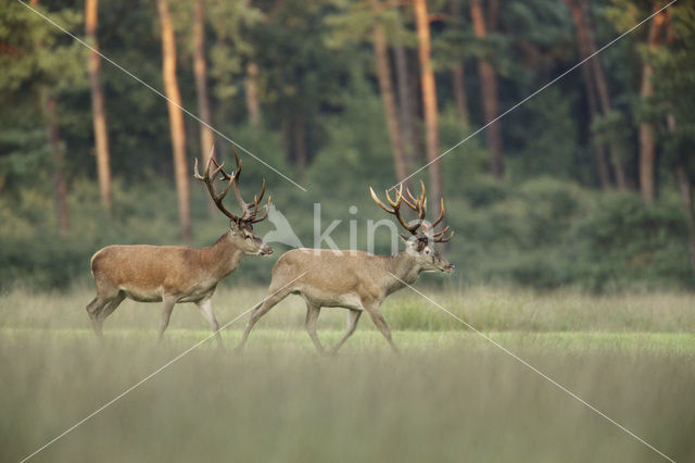 Edelhert (Cervus elaphus)