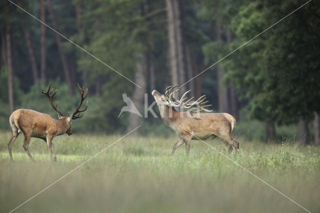 Edelhert (Cervus elaphus)