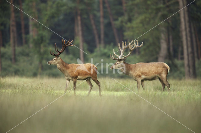 Edelhert (Cervus elaphus)