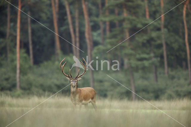 Edelhert (Cervus elaphus)