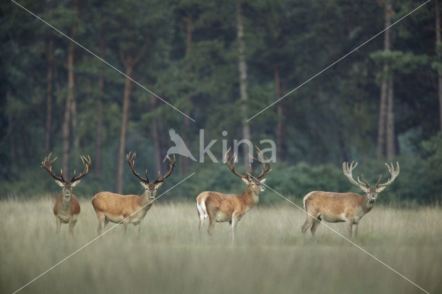 Red Deer (Cervus elaphus)
