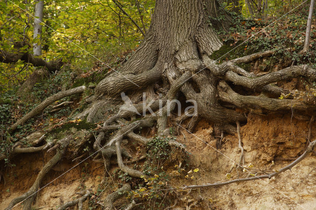 Oak (Quercus)