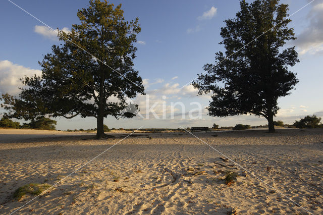 Oak (Quercus)