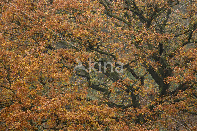 Oak (Quercus)