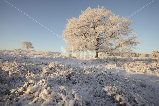 Oak (Quercus)