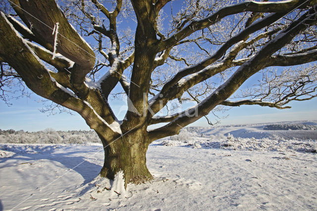 Oak (Quercus)