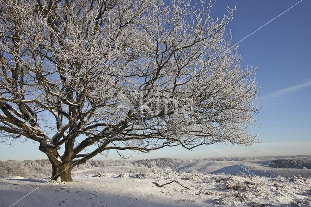 Oak (Quercus)