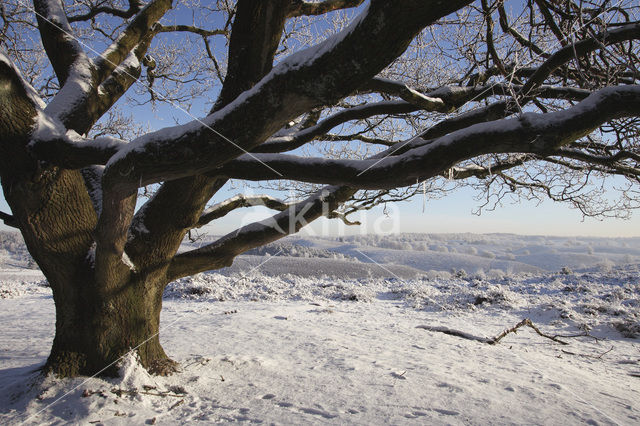 Oak (Quercus)