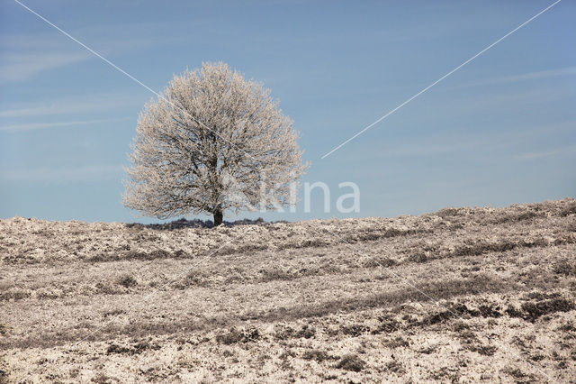 Oak (Quercus)