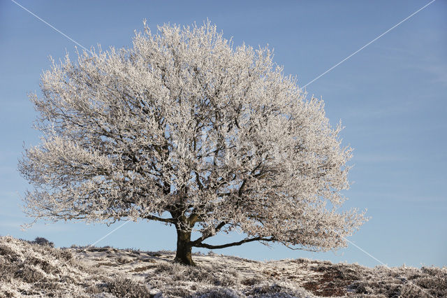 Oak (Quercus)