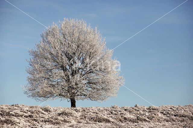 Oak (Quercus)