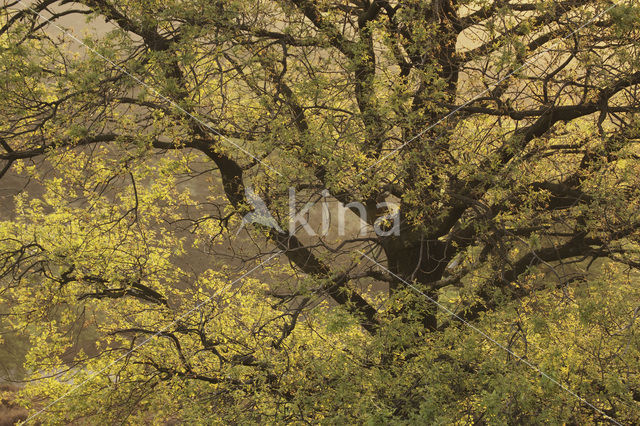 Eik (Quercus)
