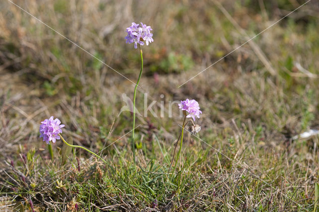 Thrift seapink (Armeria maritima)