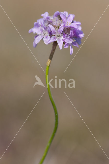 Engels gras (Armeria maritima)