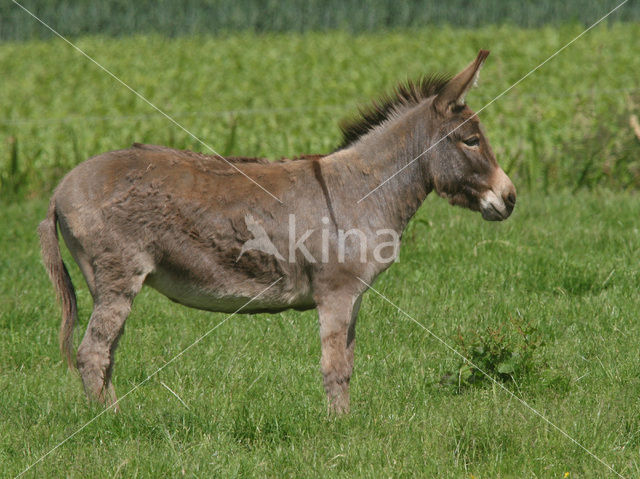 Donkey (Equus asinus)