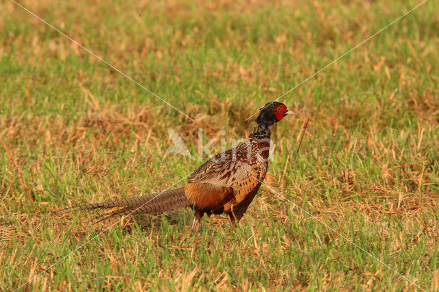 Ring-necked Pheasant (Phasianus colchicus)