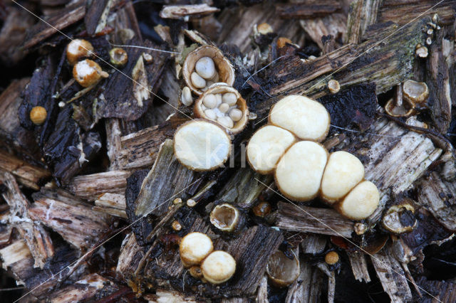 Geel nestzwammetje (Crucibulum crucibuliforme)