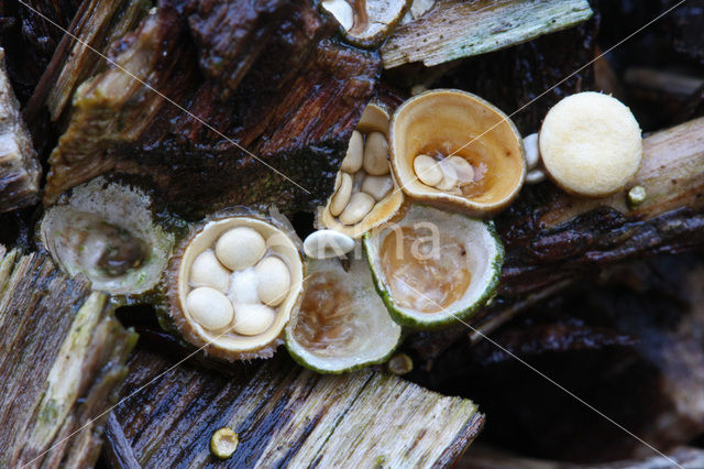 Geel nestzwammetje (Crucibulum crucibuliforme)