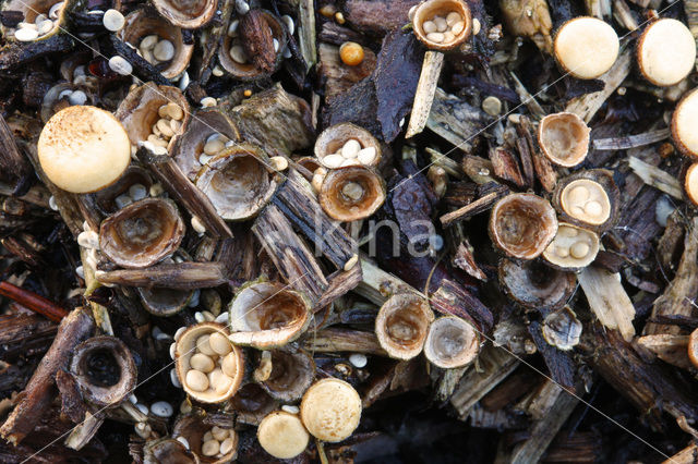 Crucibulum crucibuliforme