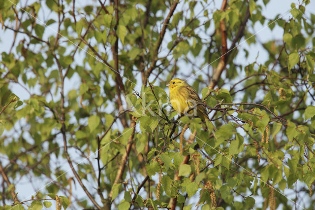 Geelgors (Emberiza citrinella)