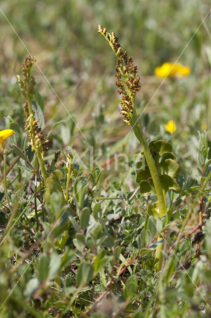 Moonwort (Botrychium lunaria)