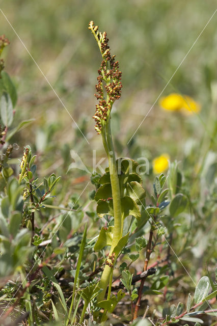 Gelobde maanvaren (Botrychium lunaria)