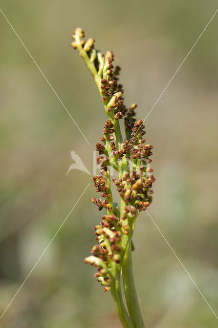 Gelobde maanvaren (Botrychium lunaria)