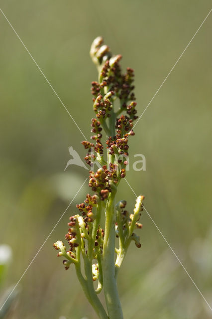 Moonwort (Botrychium lunaria)