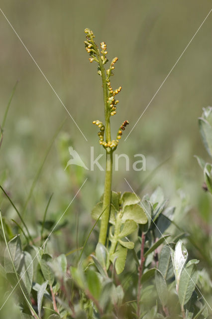 Moonwort (Botrychium lunaria)