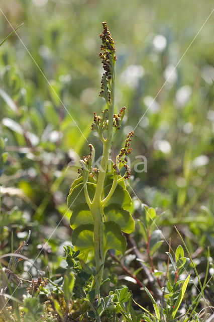 Gelobde maanvaren (Botrychium lunaria)