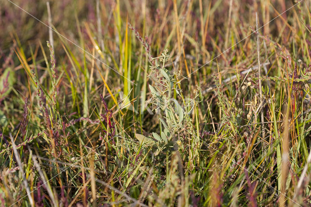 Stalked Orache (Atriplex pedunculata)