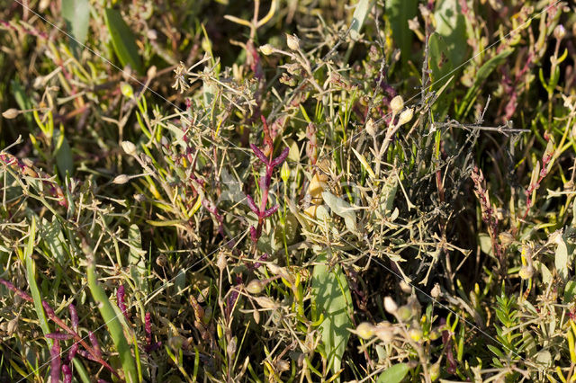 Stalked Orache (Atriplex pedunculata)