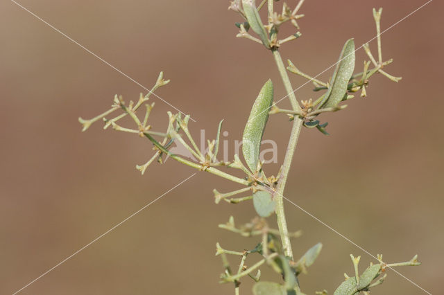 Stalked Orache (Atriplex pedunculata)