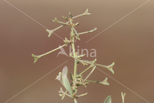 Stalked Orache (Atriplex pedunculata)